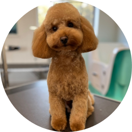 Pamper Paws - Cessnock Dog Grooming Doggy Daycare Hunter Valley 2